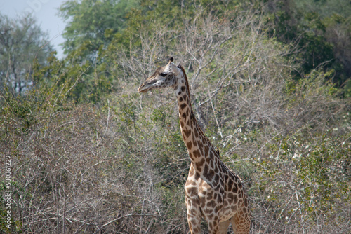 Close-up of a huge giraffe eating in the bush