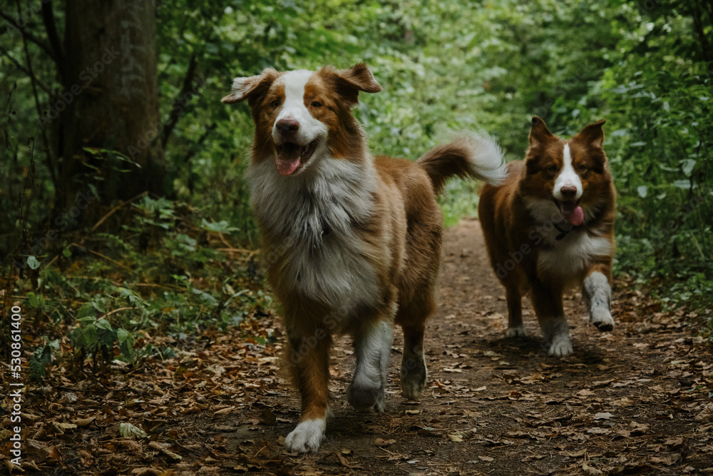 Two brothers dog are adult littermates. Two Australian Shepherds run on forest road in summer. Happy best friends aussie red tricolor and red merle have fun together in park. Front view.