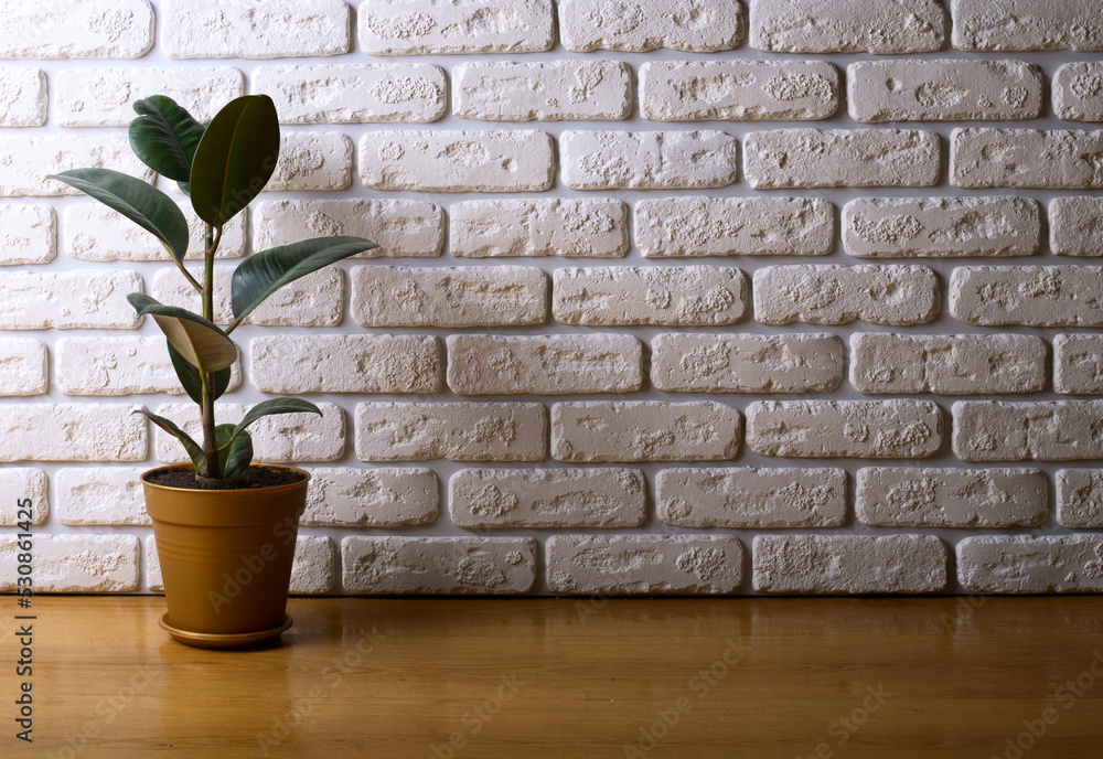 Rubber plant in pot on floor near brick wall, space for text Rubber plant in pot on floor near brick wall, space for text