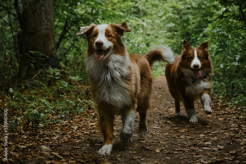 Two brothers dog are adult littermates. Two Australian Shepherds run on forest road in summer. Happy best friends aussie red tricolor and red merle have fun together in park. Front view.