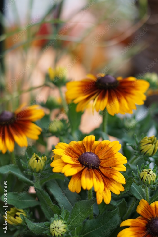 yellow flowers in the garden yellow flowers in the garden
