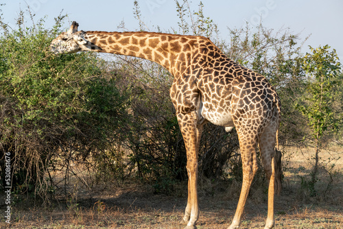 Close-up of a huge giraffe eating in the bush