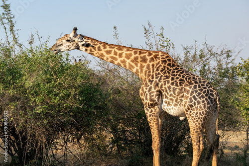 Close-up of a huge giraffe eating in the bush