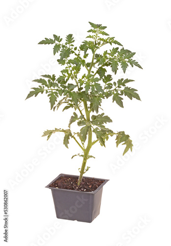 A single seedling of a cherry tomato (Solanum lycopersicum or Lycopersicon esculentum) ready to be transplanted into a home garden isolated
