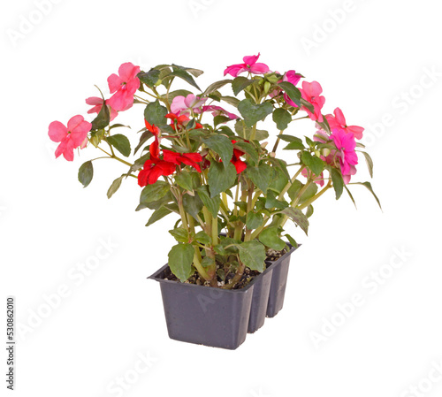 Pack containing three seedlings of impatiens plants (Impatiens wallerana) flowering in pink and red ready for transplanting into a home garden isolated
