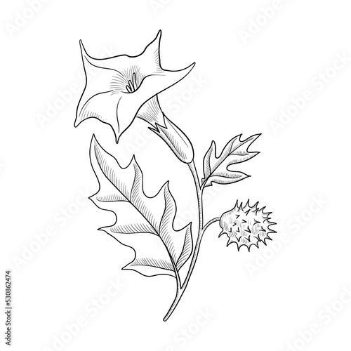 vector drawing plant of thorn apple, jimsonweed