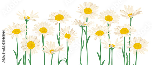 vector drawing wild flowers