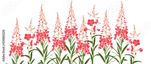 vector drawing wild flowers