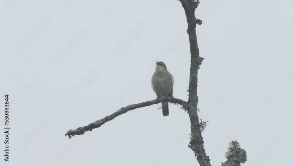 Passerine Sedge warbler singing on a misty spring morning in Estonia, Northern Europe Passerine Sedge warbler singing on a misty spring morning in Estonia, Northern Europe