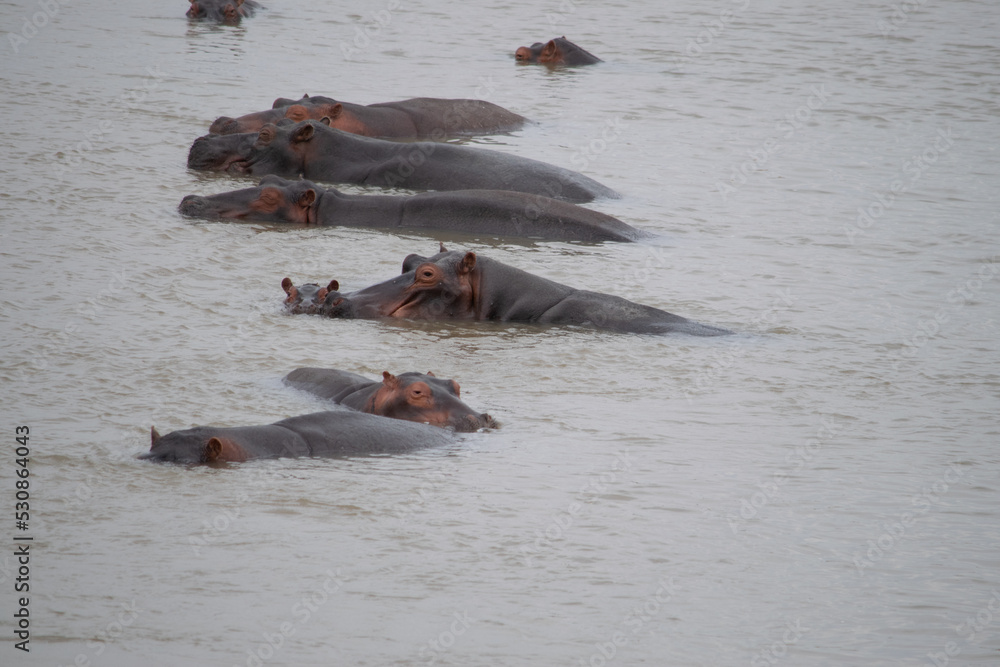 Fototapeta premium Amazing view of a group of hippos resting in African river
