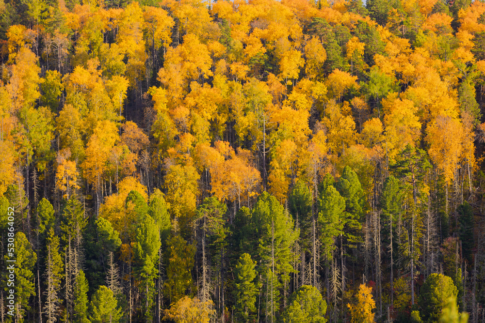 Bright yellow and green trees in the autumn forest on mountain slope. Landscape with golden forest in autumn day