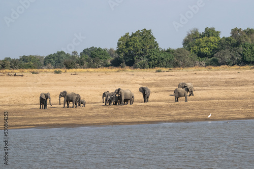 Amazing close up of a elephants family with cubs on the sandy banks of an African river