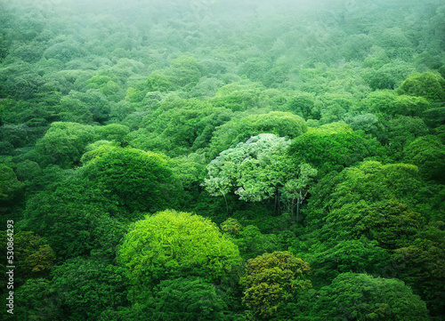 lush green forest with fog © Metzae