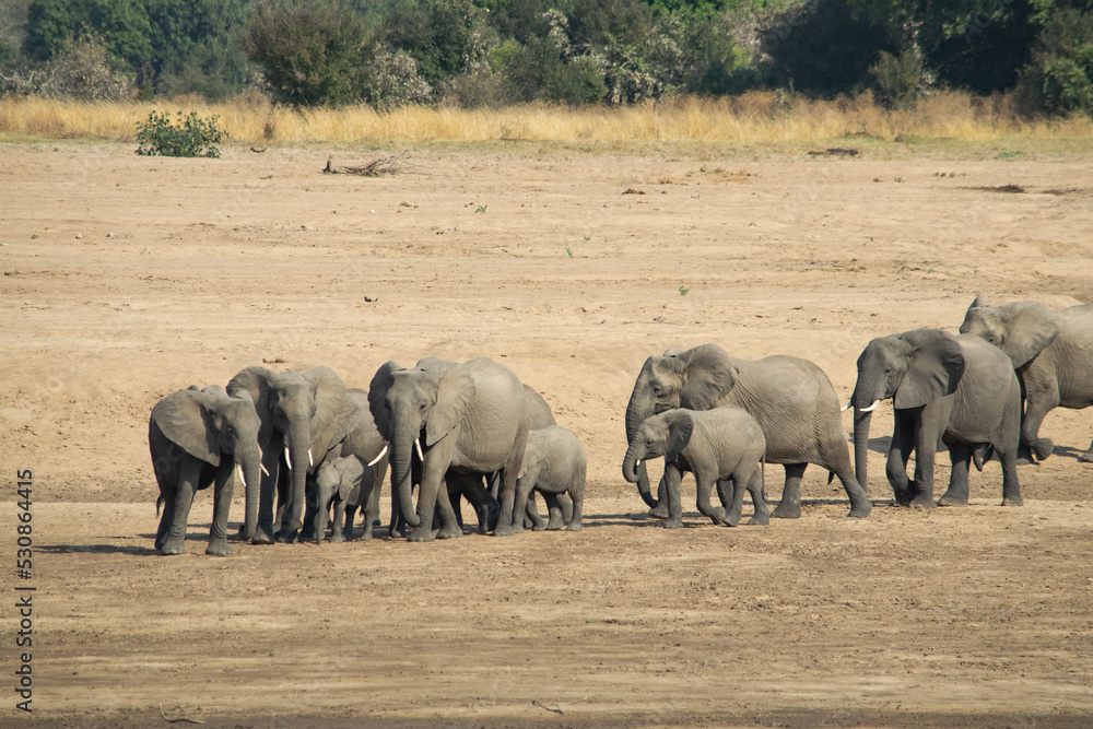 Fototapeta premium Amazing close up of a elephants family with cubs on the sandy banks of an African river