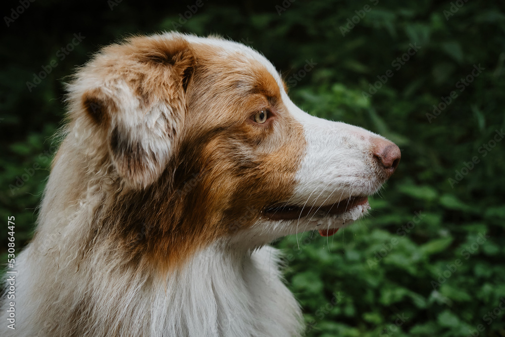 Aussie red merle in green summer forest looks attentively into distance. Beautiful young happy Australian Shepherd dog portrait in profile close up. Side view. Thoroughbred dog.