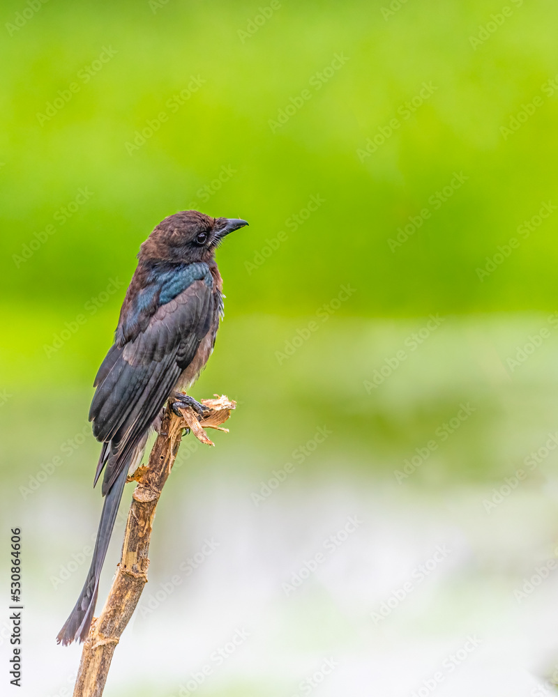 A Juvenile Drango resting on a branch A Juvenile Drango resting on a branch