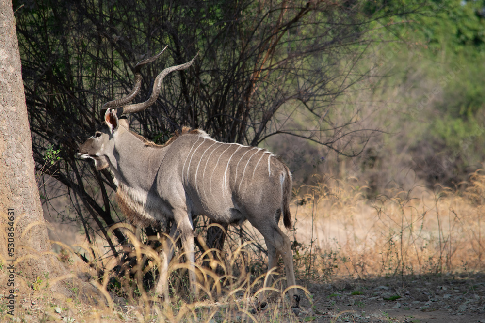Obraz premium Amazing close up of huge male kudu moving on the sandy banks of an African river