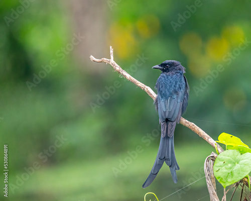 A Drango perching on a branch photo