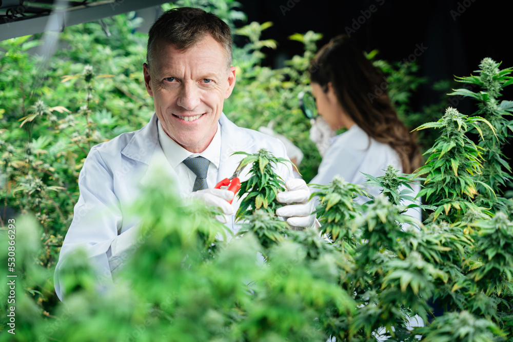 On cannabis farms, researchers are harvesting cannabis for study and medical.