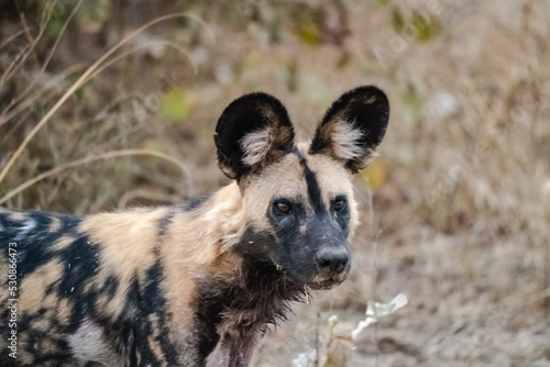 Close-up of a beautiful wild dog in the savannah © silentstock639