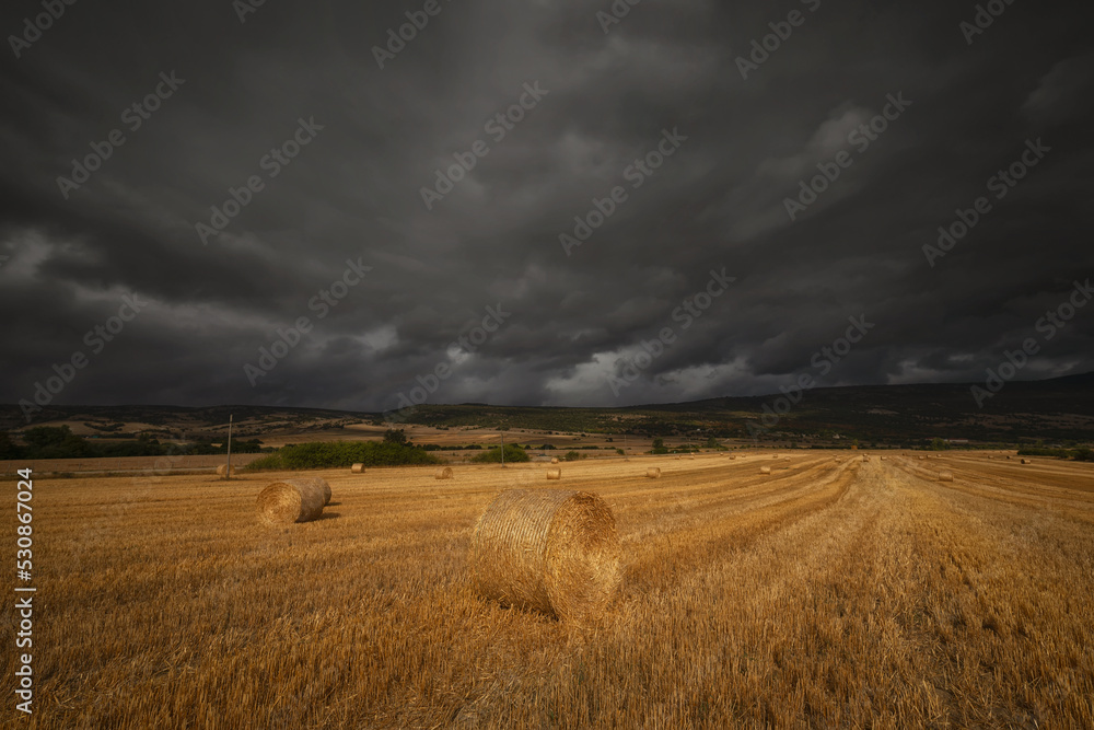 Fototapeta premium Harvest time, summer field in Espejo Alava