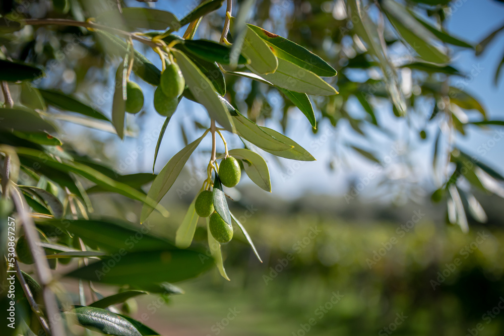 Fototapeta premium Olive