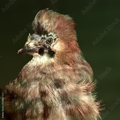 Eichelhäher Portrait
