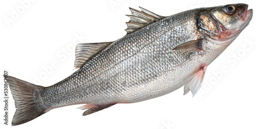 Raw sea bass, fresh seabass fish isolated photo