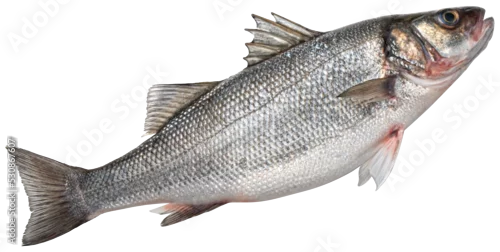 Panel kuchenny z motywem Raw sea bass, fresh seabass fish isolated