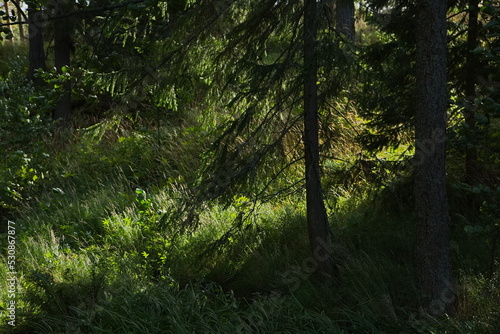 The play of sunlight in the Karelian forest.