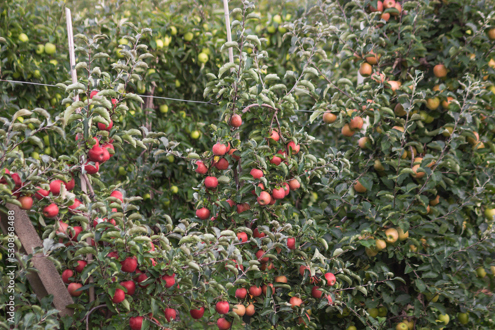 Apple orchard on the autumn day. Branches full of ripe red and green apples in a young apple trees ready for harvesting.
