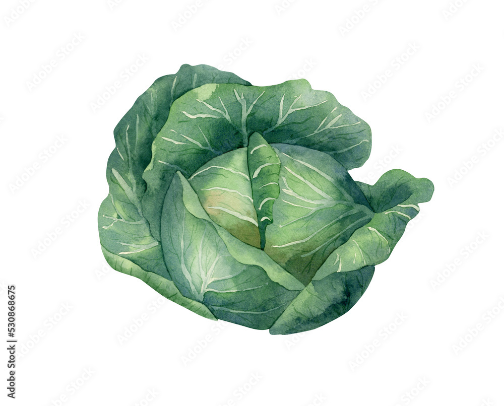 Watercolor cabbage illustration. Botanical illustration with green