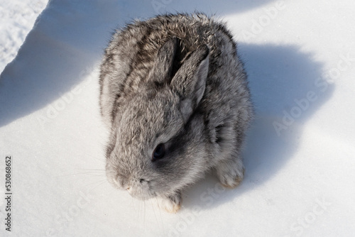 29 day old rabbits. A gray little rabbit sits on the snow.