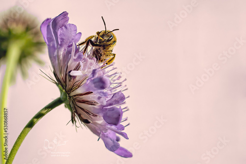 Honigbiene an Skabiose