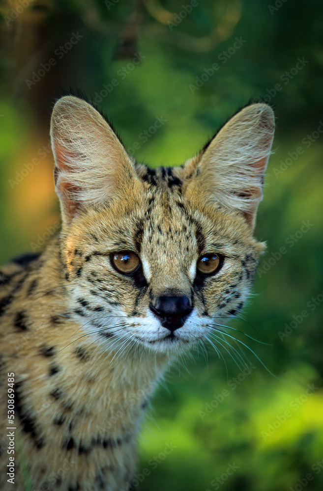 Fototapeta premium Serval Portrait (Leptailurus serval). greater St Lucia Wetland Park. KwaZulu-Natal. South Africa.