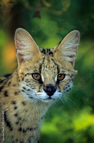 Serval Portrait (Leptailurus serval). greater St Lucia Wetland Park. KwaZulu-Natal. South Africa.