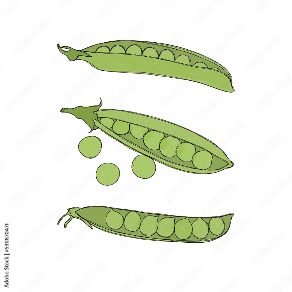 Set of three pods of fresh peas watercolor freehand illustration.. Horizontal design element with clipping path Set of three pods of fresh peas watercolor freehand illustration.. Horizontal design element with clipping path