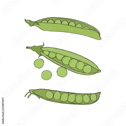 Set of three pods of fresh peas watercolor freehand illustration.. Horizontal...