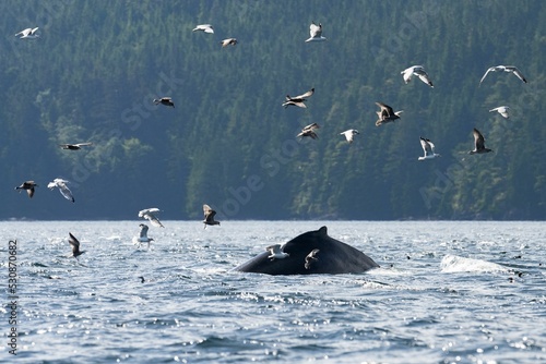 Canvas Print Humpback whale swarmed by birds in the Broughton Archipelago, Vancouver Island,