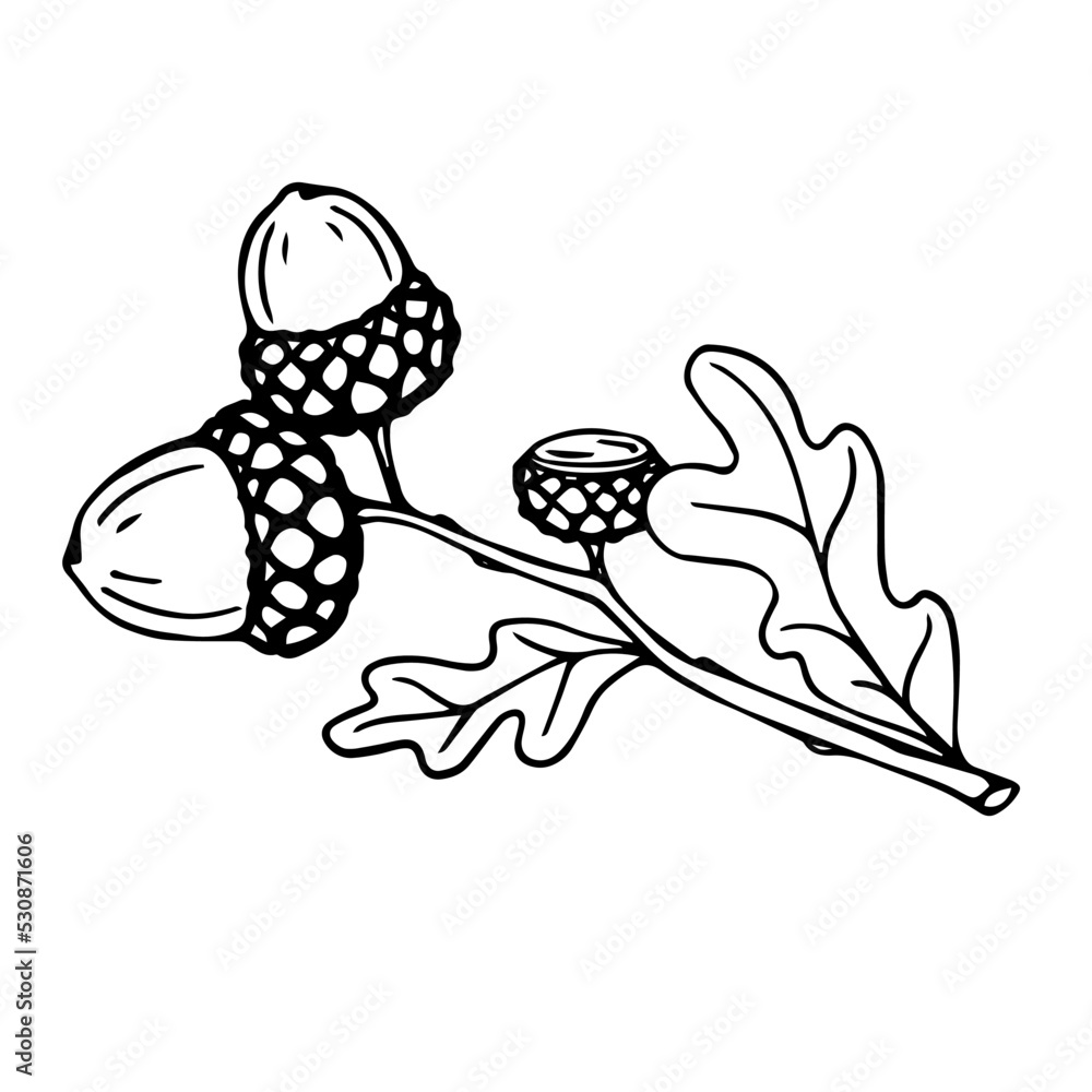 Botanical line sketch of oak tree branch with acorns and leaves.Vector graphic. Botanical line sketch of oak tree branch with acorns and leaves.Vector graphic.
