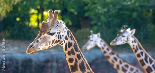 Photography Selective focus shot of three giraffes