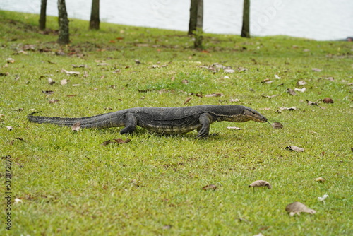 monitor lizard on the ground Malayan water monitor lizard                      