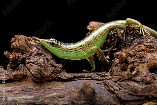Bilde på lerret Green skink lizard on a tree branch