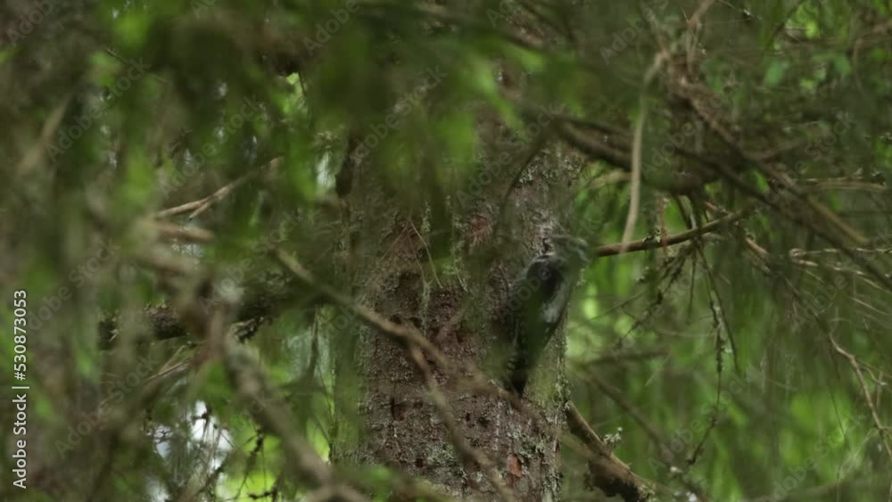 Three-toed woodpecker pecking an old tree trunk in Estonian boreal forest. Three-toed woodpecker pecking an old tree trunk in Estonian boreal forest.