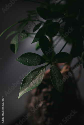wet leaves on black background