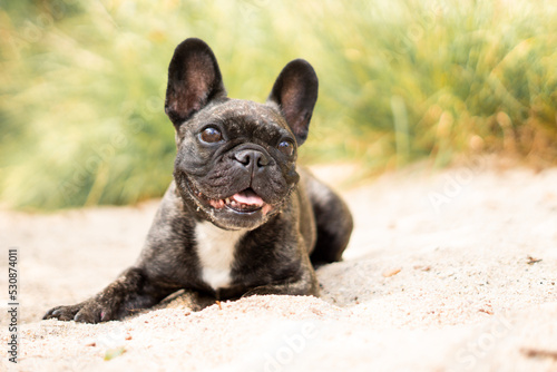 Französische Bulldogge am Strand © easypeasyphotography