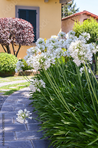 Entrance path of a garden with flowering plants of white Agapanthus, commonly known as lily of the Nile or African lily, a genus of herbaceous perennials cultivated for its spectacular flowers