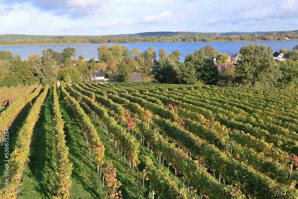 Vineyards of Werder in Brandenburg, Germany