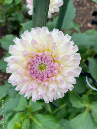 pink dahlia flower