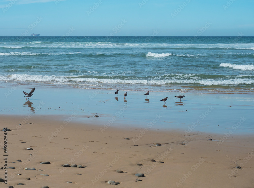 View of empty beach with pebble stones, ocean waves and flock of seagulls on wet golden sand at wild Rota Vicentina coast near Porto Covo, Portugal.